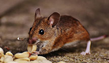 24 Hour & Emergency Exterminators in Clermont, FL